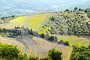 Chianti landscape near Radda, with cypresses and olive trees
