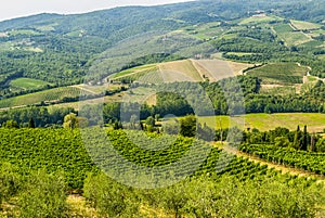 Chianti landscape near Radda, with vineyards and olive trees