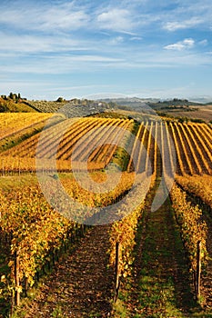 Chianti region, cypress trees and vineyards, autumn landscape,Tuscany