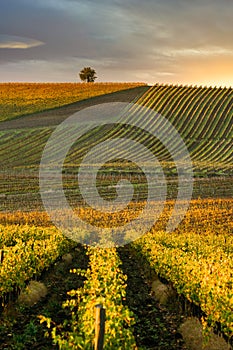 Chianti region, cypress trees and vineyards, autumn landscape,Tuscany