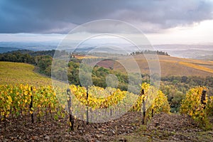 Chianti Region, Tuscany, Italy. Vineyards in autumn