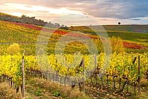 Chianti Region, Tuscany, Italy. Vineyards in autumn