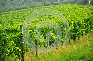 Chianti Tuscan vineyards, Italy