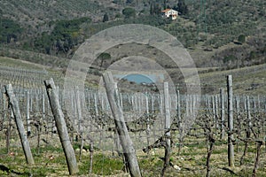 Chianti vineyard in Impruneta .Florence