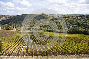 Chianti vineyard landscape