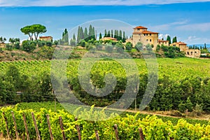 Chianti vineyard landscape img