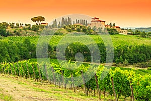 Chianti vineyard landscape img