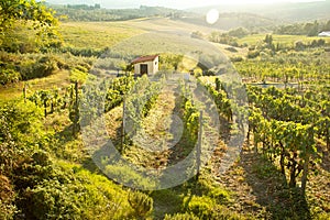 Chianti vineyard landscape in Tuscany, Italy