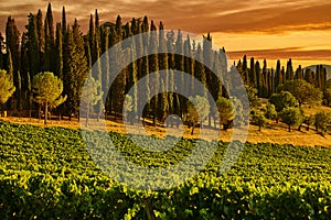 Chianti vineyard Tuscany landscape Italy landmark