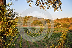 Chianti wine san miniato  near Florence Tuscany photo