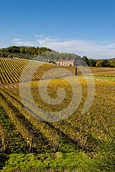 Chianti wine region vineyards, Tuscany