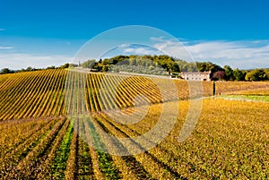 Chianti wine region vineyards, Tuscany