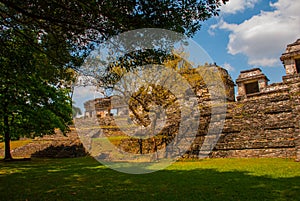 Chiapas, Mexico. Palenque. The pyramid on the background of green tree leaves. Landscape in the ancient city of Maya