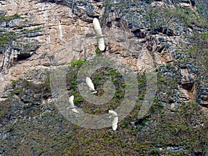 Messico, Chiapas, Tabasco, Tuxtla GutiÃÂ©rrez, Canyon del Sumidero, Flying herons in flight training photo