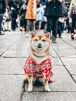 Chiba dog with clothes