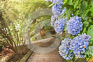 Close-up on hydrangeas flowers along the hiking staircase of Mount Nokogiri. photo