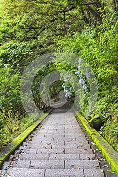 Hiking staircase in steep slope and hydrangeas flowers in Mount Nokogiri. photo