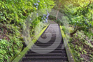 Hiking staircase in steep slope and hydrangeas flowers in Mount Nokogiri. photo