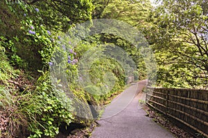 Hiking path bordered with moss and hydrangeas flowers in Mount Nokogiri. photo