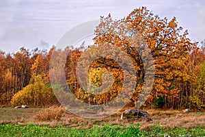 Chic big thick oak in the fall in gold leaves against the background of the autumn birch forest.