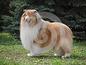 Chic collie