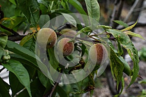 Chic hairy peach, peach crop, chic peach, pink peach