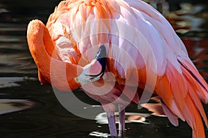 Chic in Pink: Pink Flamingo Standing in Water