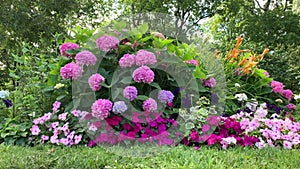 A chic pink-purple hydrangea bush