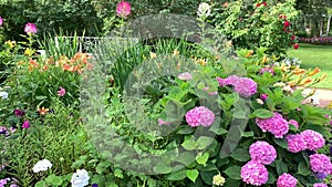 A chic pink-purple hydrangea bush