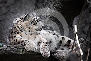 Chic pose domineering look. Powerful  predatory cat snow leopard sits on a rock close-up