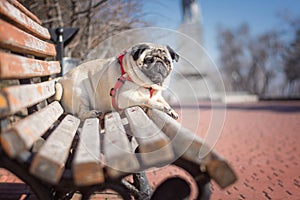 A chic pug dog on a walk in the spring city park.