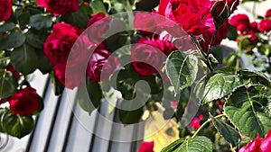 Chic red rose, a huge bush decorates the wall of an apartment building. Terry rose, close-up, slow-motion macro shooting.