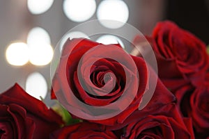 chic rich dark red bouquet of rose flower macro