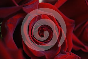 chic rich dark red flower rose macro