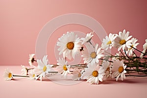 Chic simplicity daisy chamomiles on a soft pink background