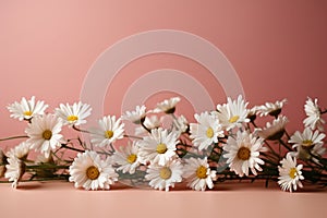 Chic simplicity daisy chamomiles on a soft pink background
