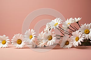 Chic simplicity daisy chamomiles on a soft pink background