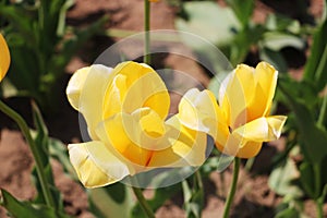 Chic tulip garden variety Agrass Gold