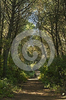 camino transcurre entre arboles en un bosque de pinos photo