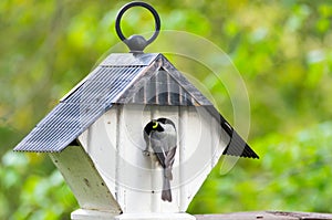 Chicadee Prepares to Feed its Young