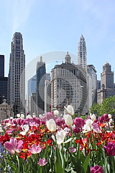 Chicago Skyline with Flowers photo