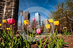 Chicago skyscrapers in the spring