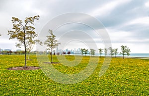 Chicago south lake shore, spring landscape of green field with yellow flowers, and trees.