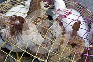 Chichicastenango, Guatemala: chickens on the great market of Solola