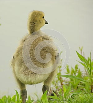 Chick 1