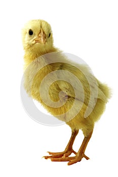 Chick