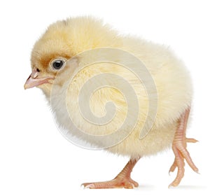 Chick, 2 days old