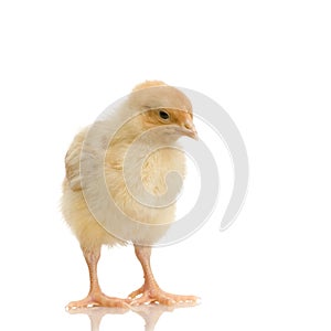 Chick