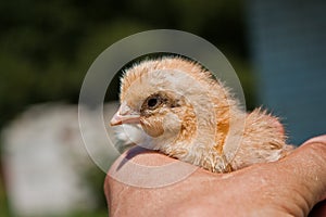 Chick