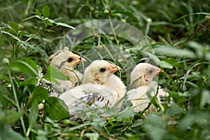 Chick